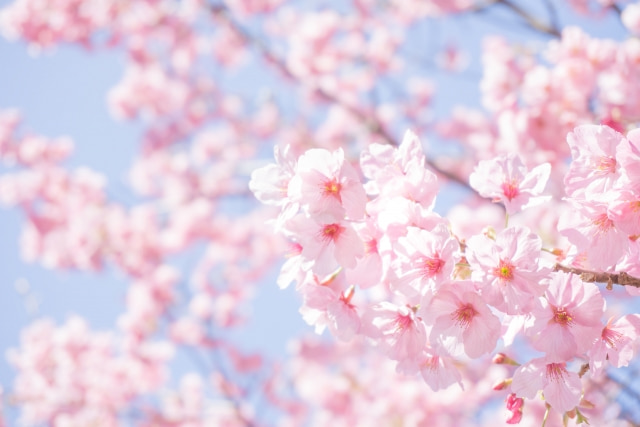 21桜スイーツ コンビニ版 まとめ お花見のおやつはこれで決まり コンビニとファミレスのスイーツのおすすめを紹介するブログ